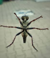 Attēlu rezultāti vaicājumam “Asilidae”