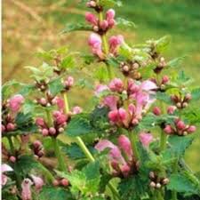 Attēlu rezultāti vaicājumam “Lamium maculatum flower”