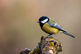 Attēlu rezultāti vaicājumam “Parus major”