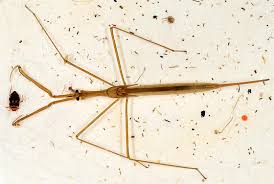 Attēlu rezultāti vaicājumam “Ranatra linearis”