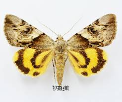 Attēlu rezultāti vaicājumam “Catocala fulminea”