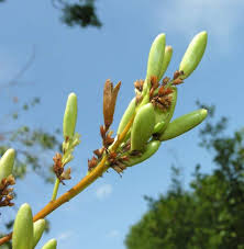 Attēlu rezultāti vaicājumam “Syringa vulgaris fruit”