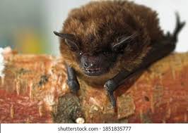 Attēlu rezultāti vaicājumam “Eptesicus serotinus”