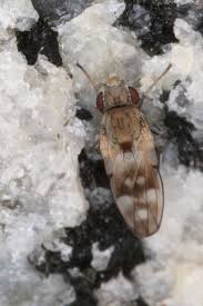 Attēlu rezultāti vaicājumam “Scardia boletella exuvia”