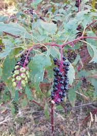 Attēlu rezultāti vaicājumam “Phytolaccaceae”