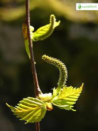 Attēlu rezultāti vaicājumam “Betula pendula flower”