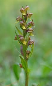 Attēlu rezultāti vaicājumam “Coeloglossum viride flower”