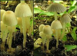 Attēlu rezultāti vaicājumam “Psathyrella pygmaea”