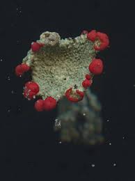 Attēlu rezultāti vaicājumam “Cladonia coccifera”