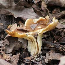 Attēlu rezultāti vaicājumam “Helvella acetabulum”