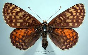 Attēlu rezultāti vaicājumam “Melitaea didyma male”