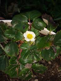 Attēlu rezultāti vaicājumam “Fragaria viridis flower”