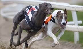 Image result for Reading Greyhound Track
