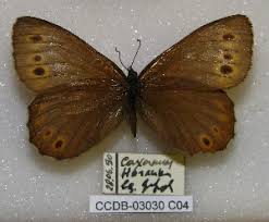 Attēlu rezultāti vaicājumam “Oeneis jutta”