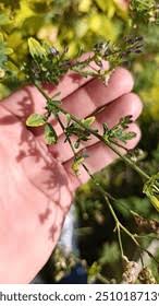 Attēlu rezultāti vaicājumam “Medicago x varia”