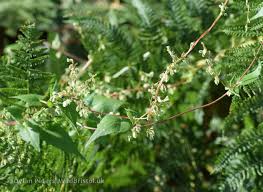 Attēlu rezultāti vaicājumam “Fallopia dumetorum”