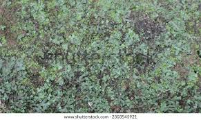 Attēlu rezultāti vaicājumam “Physconia distorta”