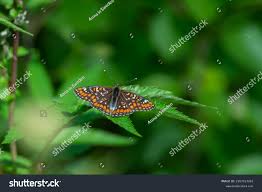 Attēlu rezultāti vaicājumam “Euphydryas maturna underside”