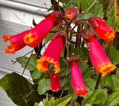 Image result for Ildblomkarse