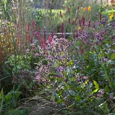 Image result for Tricyrtis `Black Beauty`