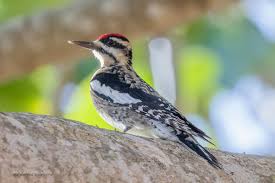 Image result for Sphyrapicus varius
