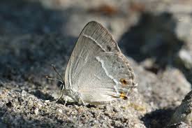 Attēlu rezultāti vaicājumam “Favonius quercus”