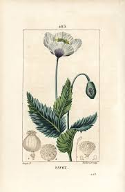 Attēlu rezultāti vaicājumam “Papaver somniferum flower”