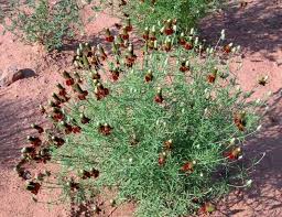 Image result for Ratibida columnifera