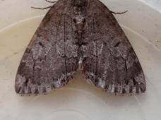 Attēlu rezultāti vaicājumam “Hydriomena impluviata”