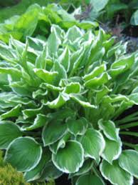 Image result for Hosta fortunei albomarginata
