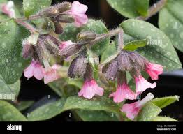 Attēlu rezultāti vaicājumam “Pulmonaria saccharata”