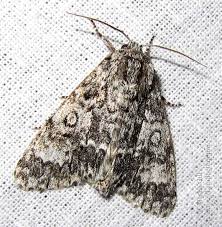 Attēlu rezultāti vaicājumam “Acronicta megacephala larva”