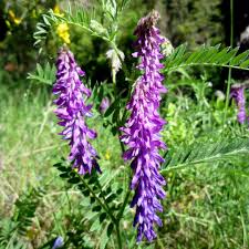 Attēlu rezultāti vaicājumam “Vicia tenuifolia flower”