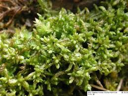 Attēlu rezultāti vaicājumam “Sphagnum platyphyllum”
