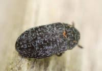 Attēlu rezultāti vaicājumam “Dermestes murinus”