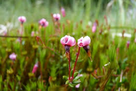 Attēlu rezultāti vaicājumam “Oxycoccus microcarpus”