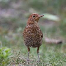 Attēlu rezultāti vaicājumam “Turdus merula juvenile”