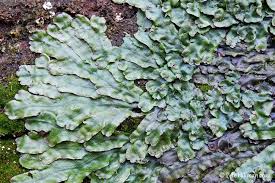 Attēlu rezultāti vaicājumam “Conocephalum”