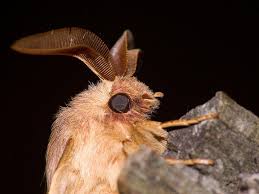 Attēlu rezultāti vaicājumam “Lasiocampa trifolii male”