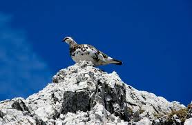 Image result for Lagopus muta