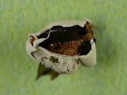 Attēlu rezultāti vaicājumam “Diderma deplanatum”