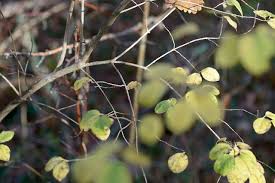 Attēlu rezultāti vaicājumam “Lonicera xylosteum leaf”
