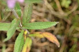 Attēlu rezultāti vaicājumam “Stachys palustris bud”