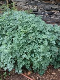 Image result for Ruta graveolens