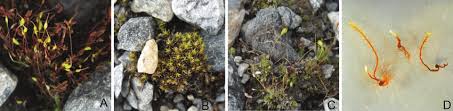 Attēlu rezultāti vaicājumam “Racomitrium canescens sporophyte”