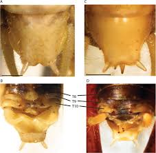 Attēlu rezultāti vaicājumam “Tettigoniodea”