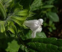 Image result for Melissa officinalis