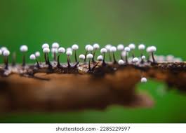 Attēlu rezultāti vaicājumam “Physarum ovisporum macro”