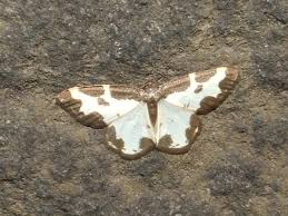 Attēlu rezultāti vaicājumam “Lomaspilis marginata”