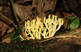 Attēlu rezultāti vaicājumam “Clavicorona pyxidata”